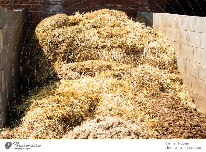 high manure heap which is bordered on the left and right with a brick wall and on the back with a red house wall Manure heap horses horse dung horse apples