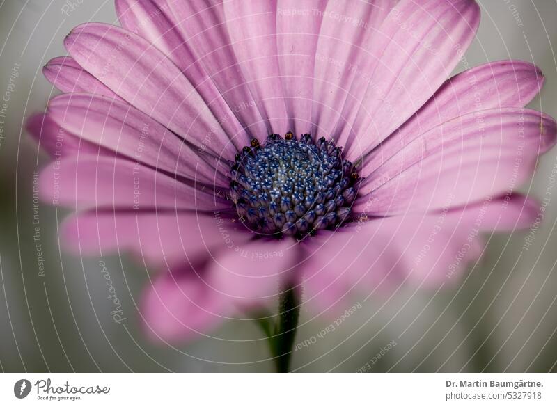 Bornholm daisy, Osteospermum ecklonis, Syn.: Dimorphotheca ecklonis DC.  Cape basket, a dwarf evergreen shrub from South Africa. inflorescence blossom variety