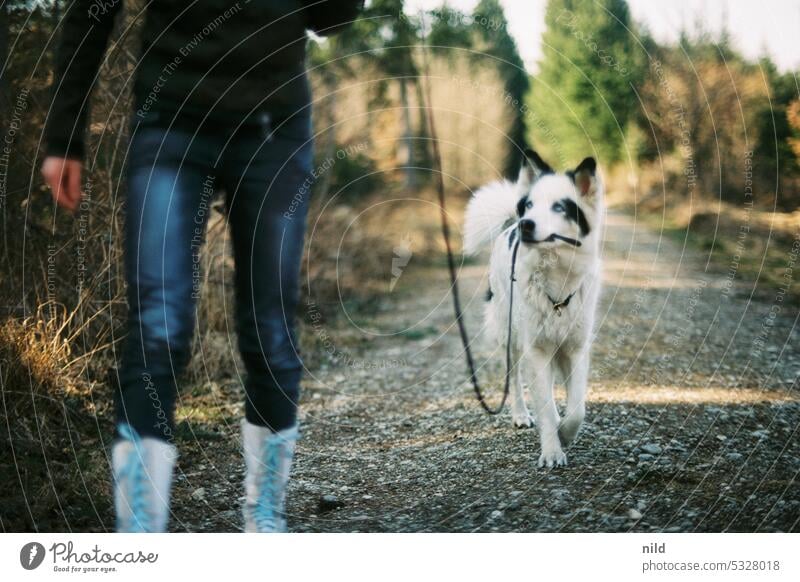 linen duty Team woman with dog Dog To go for a walk Walk the dog go out with the dog Freedom Friendship Movement Pet Joy Lanes & trails Landscape Together