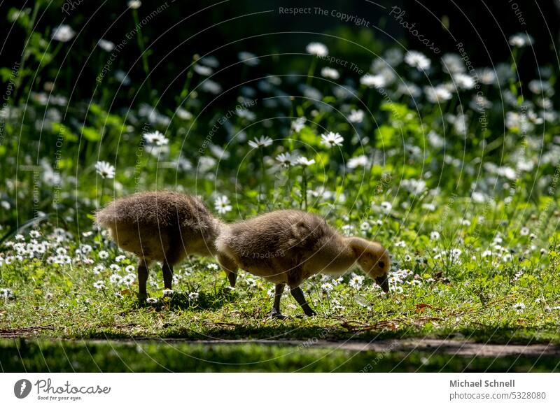 Chicks (Canada geese) Canadian goose Bird Animal Nature Goose Wild animal Grass Meadow Green