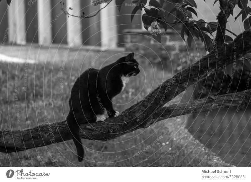 Black cat on a tree trunk Cat Tree trunk look observantly attention Looking Observe Pet Domestic cat Animal portrait Watchfulness Cat's head Cute concentrated