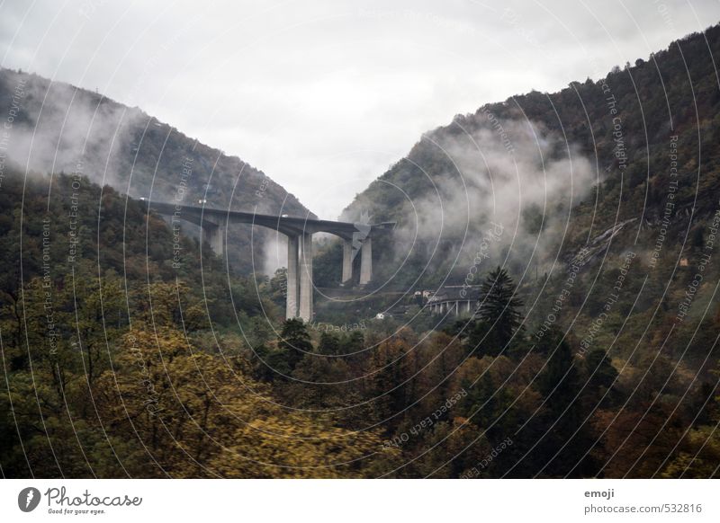 swaths Environment Nature Landscape Autumn Bad weather Forest Bridge Manmade structures Sustainability Natural Colour photo Subdued colour Exterior shot