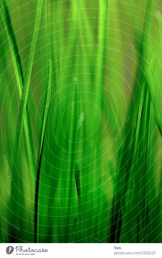 grass green Grass Green Plant Nature luminescent Spring Meadow Exterior shot Close-up naturally Colour photo Environment blades of grass