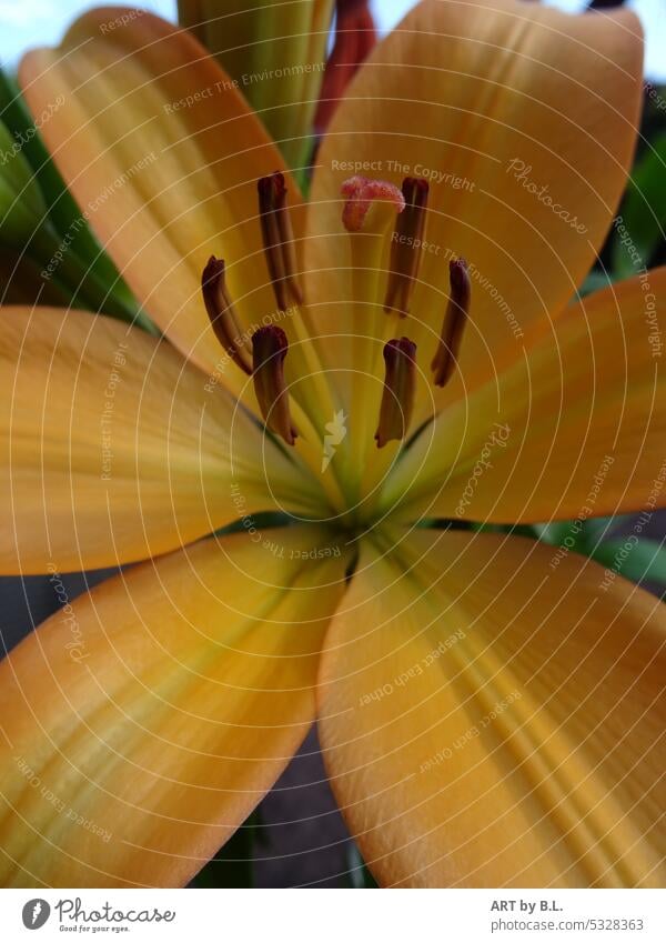 Lily portrait lily bud bud green Pink leaves Leaf unpeopled flowery petals Lily blossom lily leaves macro flora floral Noble Delicate Garden Nature Flower