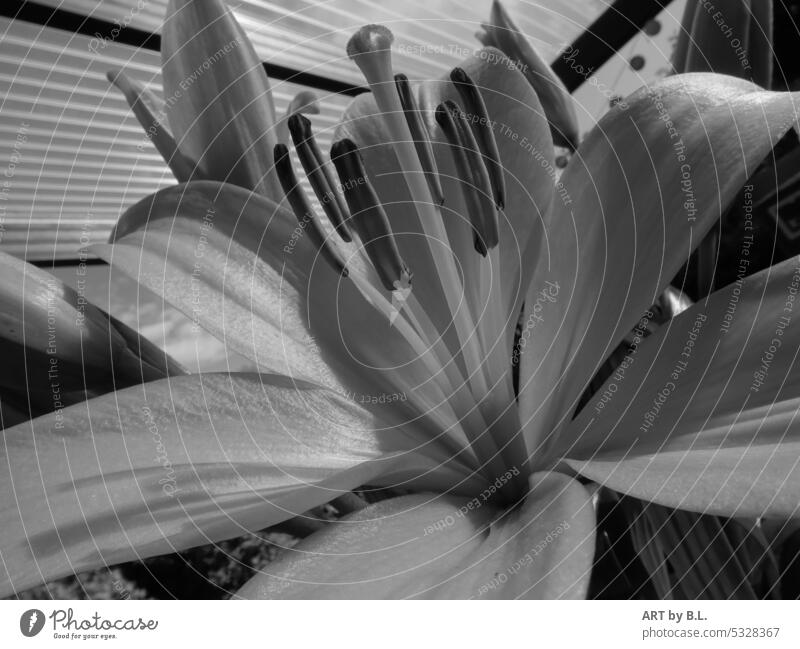 Lily portrait colorless lily bud bud green Pink leaves Leaf unpeopled flowery petals Lily blossom lily leaves macro flora floral Noble Delicate Garden Nature