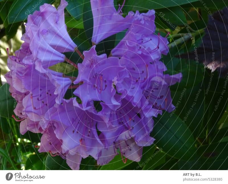 Flower Rhododendron Hybride Roseum Pink Rhododendrom pink Blossom Garden Shadow