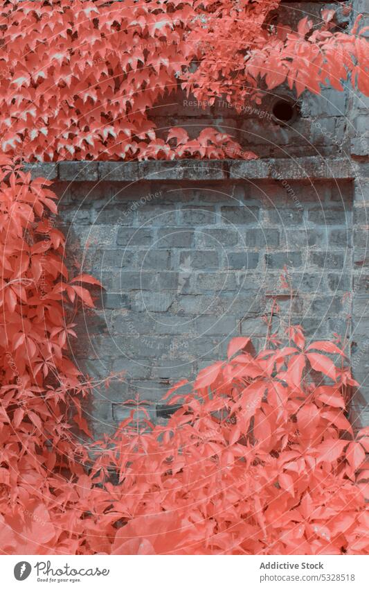 Infrared trees near suburban houses street neighborhood linz austria town quiet nobody residential plant foliage sky exterior structure construction modern