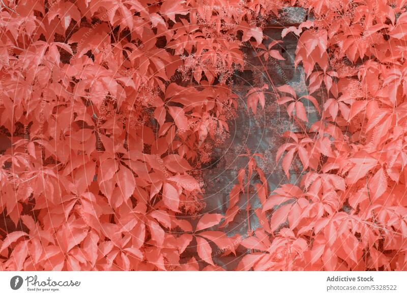 Infrared trees near suburban Stone fence street houses neighborhood linz austria town quiet nobody residential plant foliage sky exterior structure construction