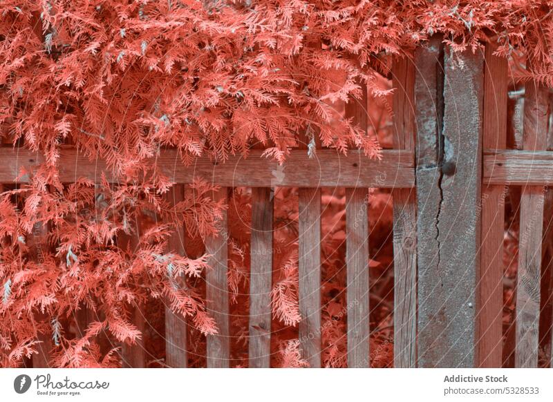 Infrared leaves near lumber fence street suburban plant linz austria town enclosure wooden timber delicate fragile natural organic bush shrub season exterior