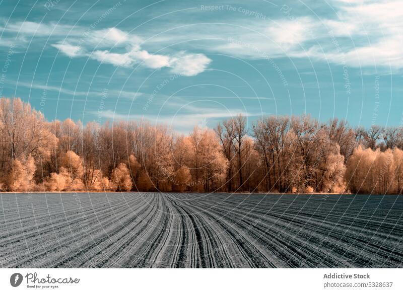 Snowy farmland against frosted forest at horizon under blue sky with white fluffy clouds field snow winter tree woodland rime meadow dirt frozen bare hoarfrost