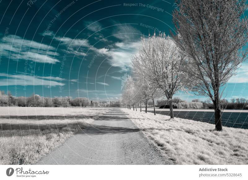 Dirt road leading to frosted woodland along snowy farmland under blue sky with white fluffy clouds field tree winter track countryside meadow dirt rime idyllic