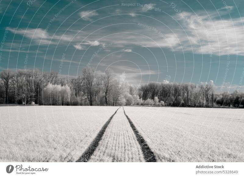 Dirt road leading to frosted woodland along snowy farmland under blue sky with white fluffy clouds field tree winter track countryside meadow dirt rime idyllic