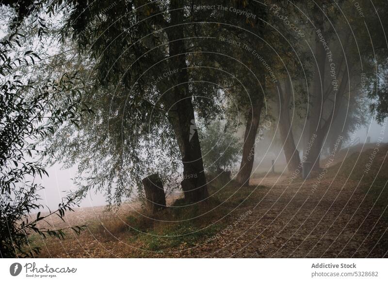 Footpath with fallen leaves near trees and road with cars footpath leaf walkway foliage wood fog automobile route view park vehicle garden autumn nature travel