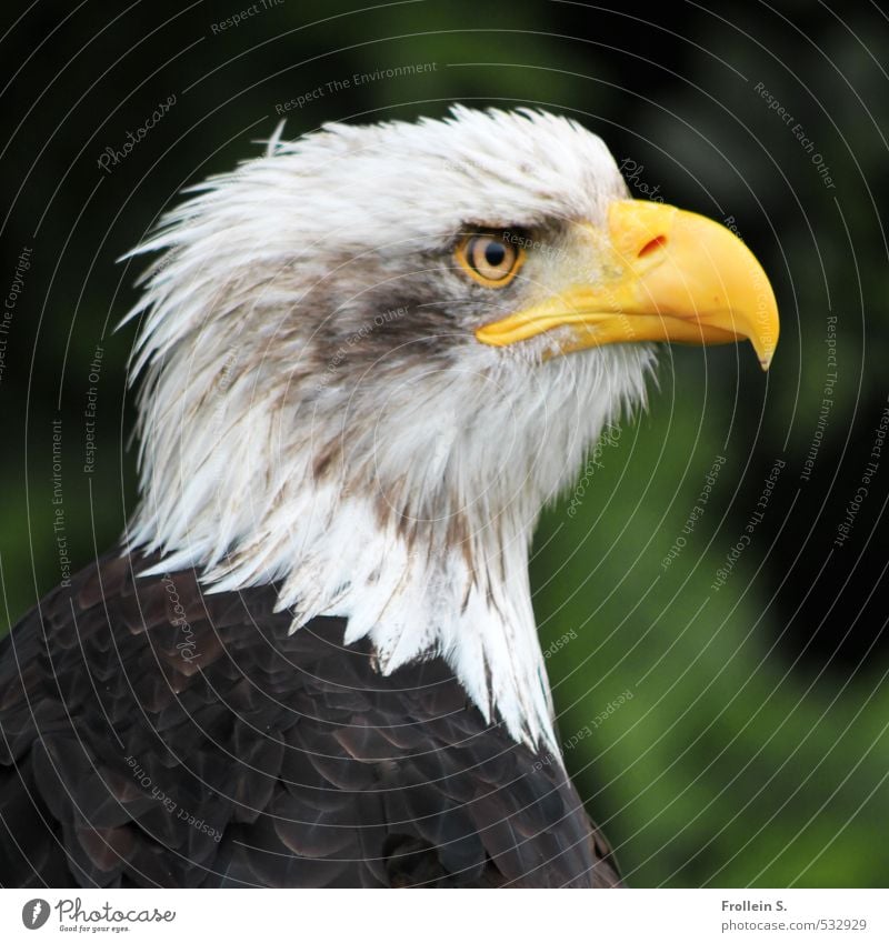 Bankrupt vulture? Animal Bird Bird of prey White-tailed eagle Beak Feather Eyes Head Bald eagle 1 Brown Yellow Brave Watchfulness Pride Eagle Colour photo