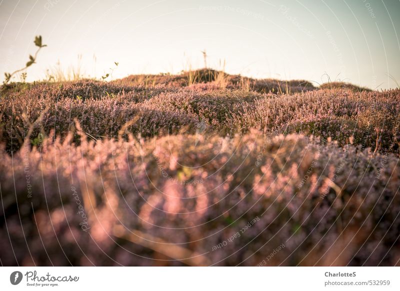 sun-roofed hills Ocean Island Plant Animal Bushes Moss Fern Agricultural crop Wild plant Coast Beach Fjord North Sea Contentment Nature Wangerooge Evening sun