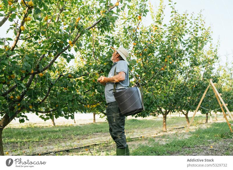 Farmer harvesting apricots in garden man farmer collect ripe pick fruit basket agriculture countryside male plantation season organic straw hat senior work