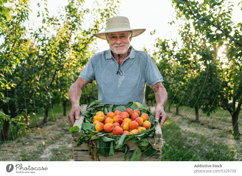 Cheerful aged male farmer showing ripe harvested apricots man countryside crate fruit agriculture cheerful smile happy fresh box senior beard straw hat