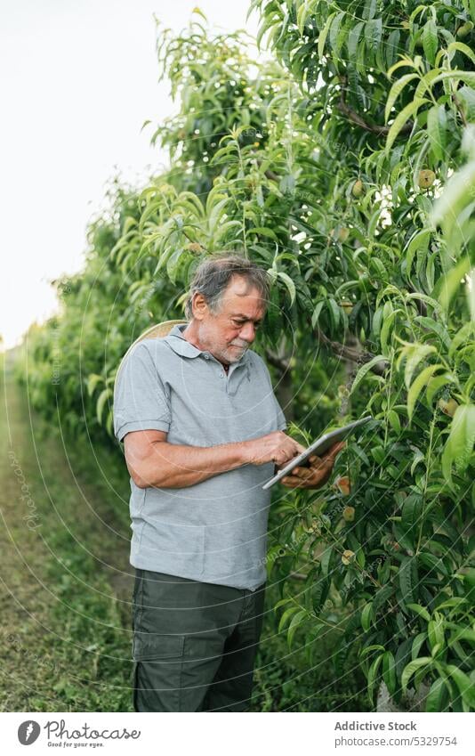 Focused male farmer using tablet during work in countryside man examine tree apricot agriculture cultivate small business check senior casual harvest plantation