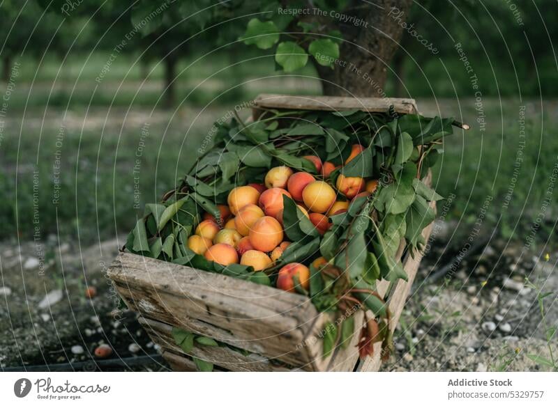 Heap of fresh organic apricots in wooden box placed on ground in farm fruit sweet countryside crate healthy food harvest tree collect ripe season pick rural