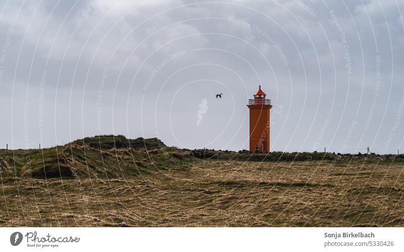 Lighthouse with duck stafnes iceland trip lighthouse eider duck coast shore coastline sea bird landscape summer sky clouds icelandic building orange safety