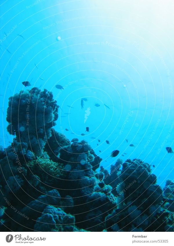 water 2 Dive Underwater photo Fish Water Blue coral Sun