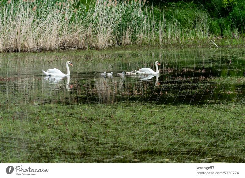 Swan family during morning excursion swans swan family Chick Nature Body of water Lake Water Bird White Elegant pretty Exterior shot Swan Lake Reflection