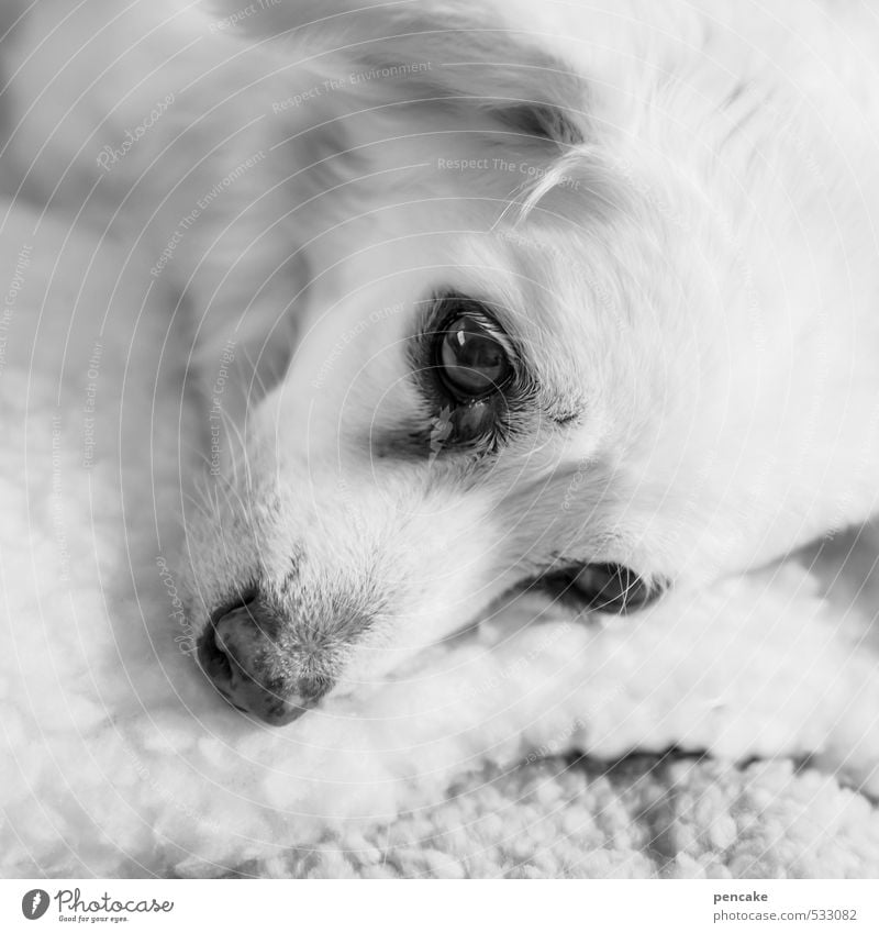 daydreamer Pet Dog 1 Animal Old Lie Dream Bright Beautiful Pelt Eyes Alert Profound unfathomable Sleep Black & white photo Interior shot Close-up Detail