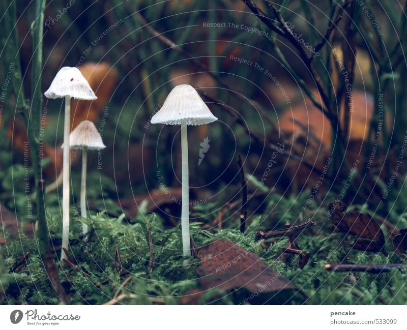 Sunday stroll Nature Landscape Elements Earth Autumn Moss Forest Sign Illuminate Dream Growth Hiking Esthetic Dark Friendliness White Mushroom 3 Mushroom cap