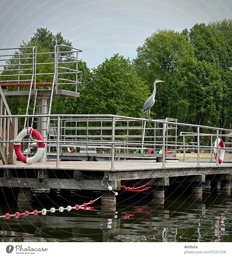 A gray heron stands on the railing of a footbridge Grey heron Footbridge Swimming pool Lake Bird natural bath Open-air swimming pool Life belt Water Sky trees