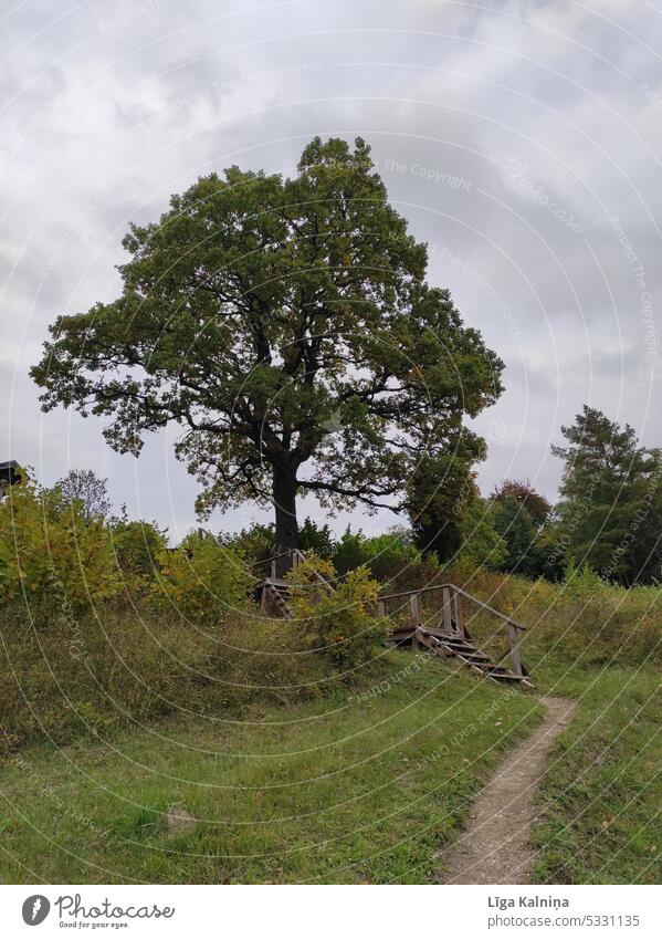 TREE tree Tree Plant Leaf Nature sky Branch Tree trunk Blue Autumn path Yellow Sky grass grassland Twig #nature