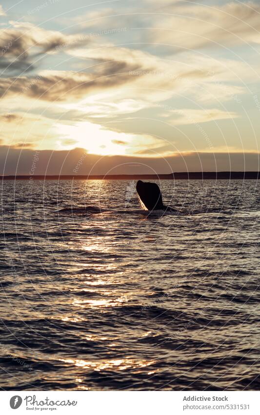 Whale in ocean during sunset whale swim sea nature amazing ripple picturesque majestic scenery water seascape sky marine idyllic evening calm sundown harmony