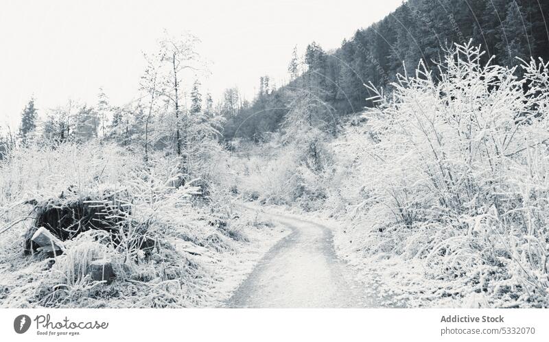 Frozen young trees and bushes along empty dirt road in winter highland frost snow shrub valley slope mountain snowy rime pathway hill peaceful hoarfrost travel