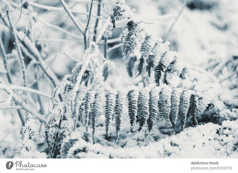 Frozen grass and bushes in winter day leaf frost snow hoarfrost glade rime plant stalk frozen snowy field floral wintry foliage season botanic wild cold organic