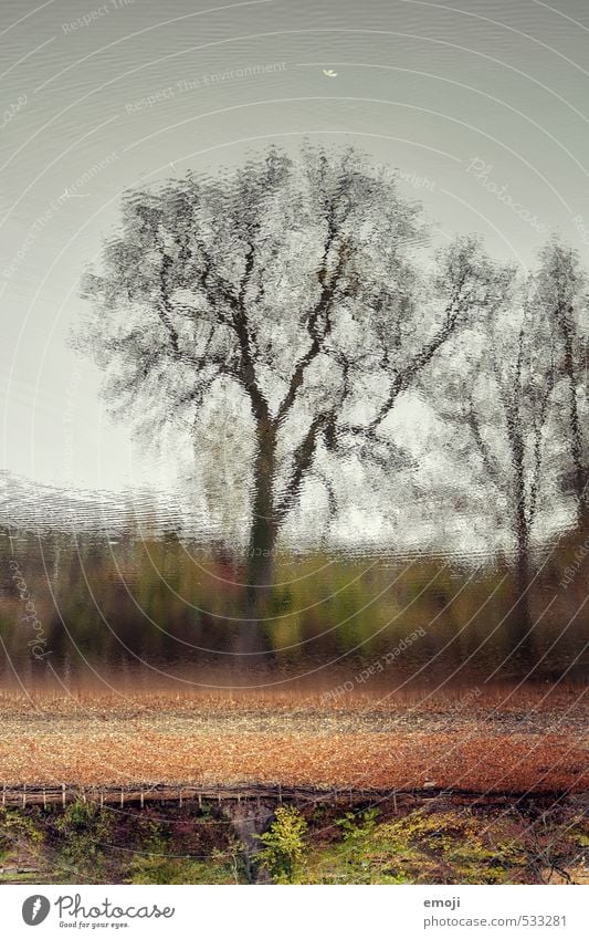 autumn Environment Nature Landscape Plant Water Autumn Tree Lakeside Natural Brown Reflection Colour photo Exterior shot Abstract Deserted Copy Space top Day