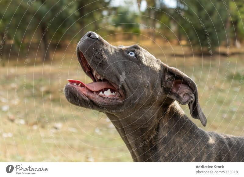 Adorable Cane Corso dog looking away pet purebred rest animal park canine portrait italian mastiff cane corso muzzle domestic obedient companion mammal pedigree