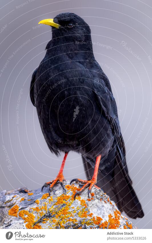 Black bird sitting on stone surface against white background alpine chough animal feather avian fauna ornithology creature plumage bird watching beak attentive