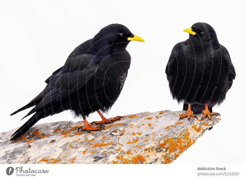 Black birds sitting on stone surface against white background alpine chough animal feather avian fauna ornithology creature plumage bird watching beak attentive