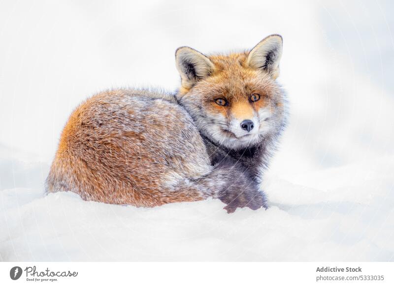 Fluffy red fox lying on snowy ground animal wild fluff winter creature nature specie habitat zoology fur mammal fauna gran paradiso national park italy predator