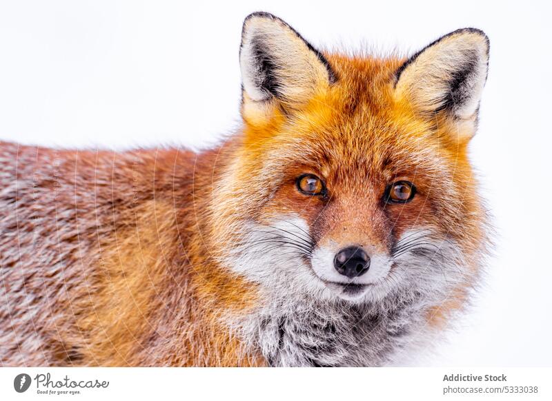 Fluffy red fox lying on snowy ground animal wild fluff winter creature nature specie habitat zoology fur mammal fauna gran paradiso national park italy predator