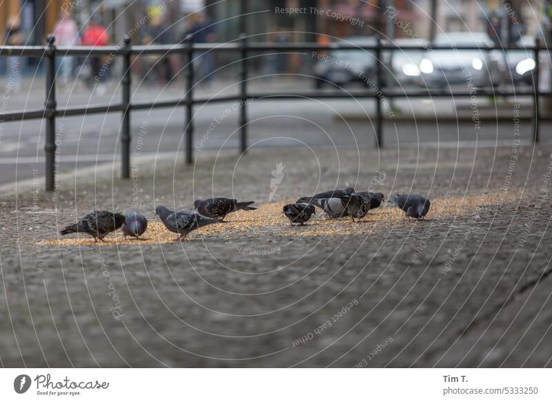 Feed pigeons Berlin Feeding Prenzlauer Berg Town Deserted Downtown Capital city Exterior shot Day Colour photo Old town birds