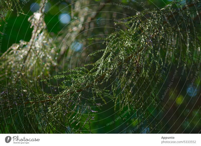 Glittering branches of the giant sequoia (Sequoiadendron giganteum) in the back light twigs Mountain sequoia Redwood Wellingtonie Green glittering Back-light