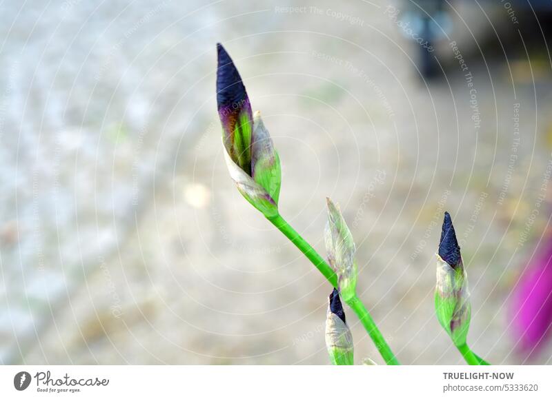 Iris buds like lance tips on the way to unfold - green purple on gray iris Flower Plant garden plant peak curled Lance tip Blossom Nature Garden Summer Close-up