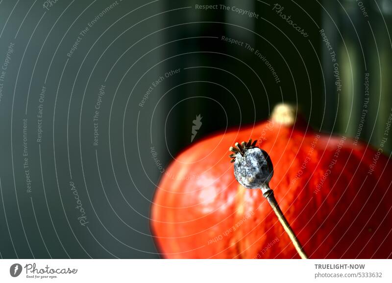 Gray brown dried poppy seed pod in focus in front of orange colored Hokkaido pumpkin out of focus partial view with background space and daylight coming in from side