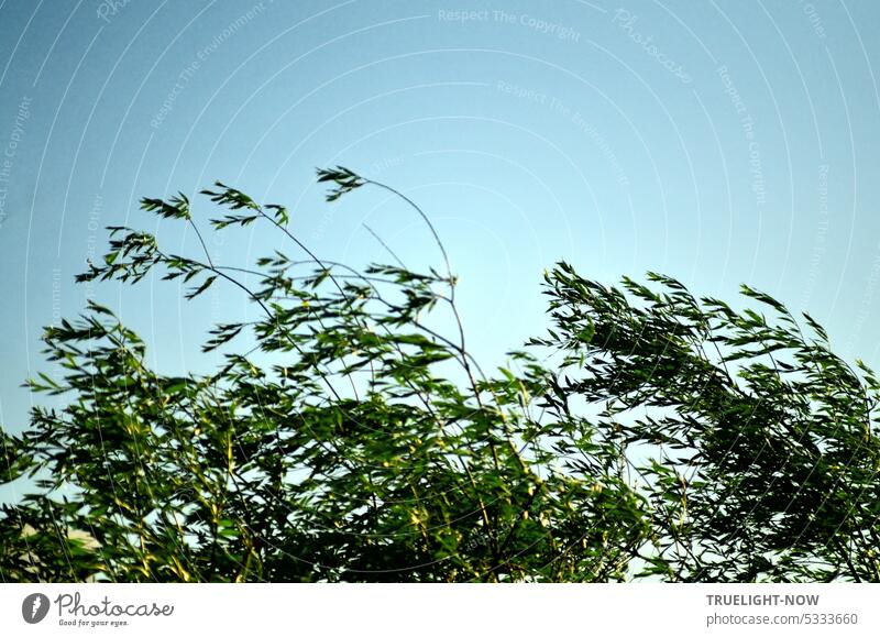 Haiku | Spring summer wind / And reeds sway in the dance / Sky cloudless. reed grass in the wind weigh oneself moved Easy Bright Summer early summer Wind