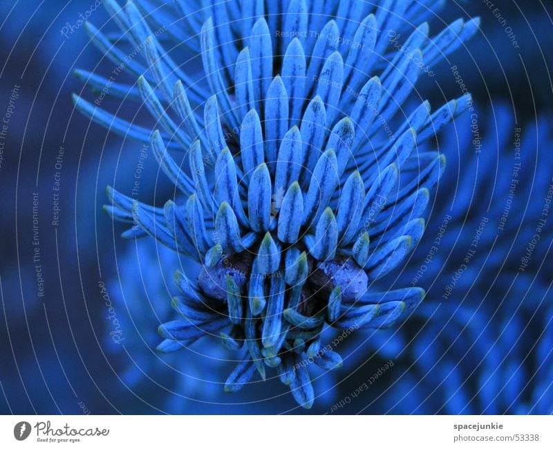 blue spruce Fir tree Blue Nature Macro (Extreme close-up)