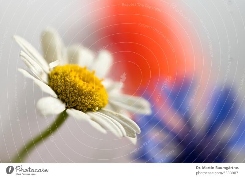 Meadow daisy, inflorescence, cornflower and corn poppy in background Leucanthemum vulgare leucanthemum Early daisy blossom Contact allergen non-toxic Cornflower