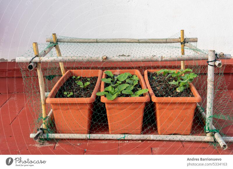 Organic crops in plastic pots in the urban garden on the terrace of the house, protected with structures of reeds and nets to protect them from birds. nature