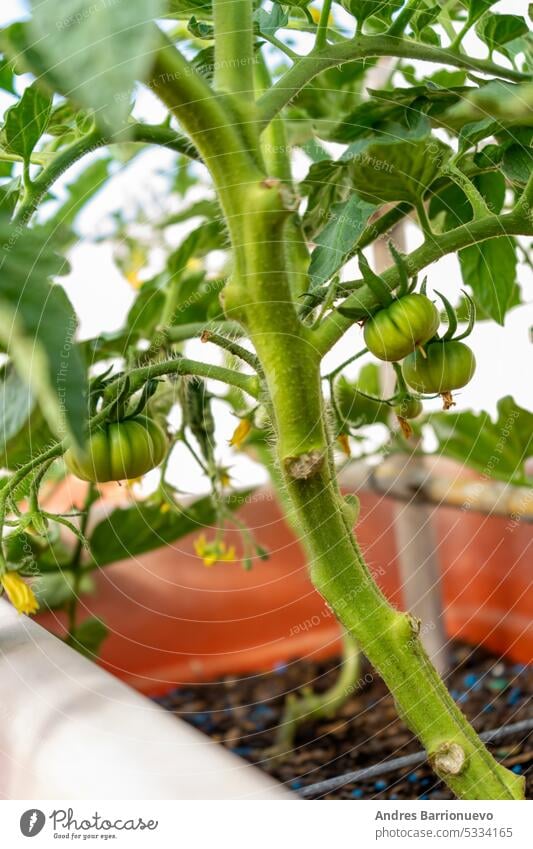 Young fresh organic tomato plant with many green leaves and green fruits under direct sunlight, in an urban garden, on a sunny summer day, beautiful outdoor background photographed with selective focus.