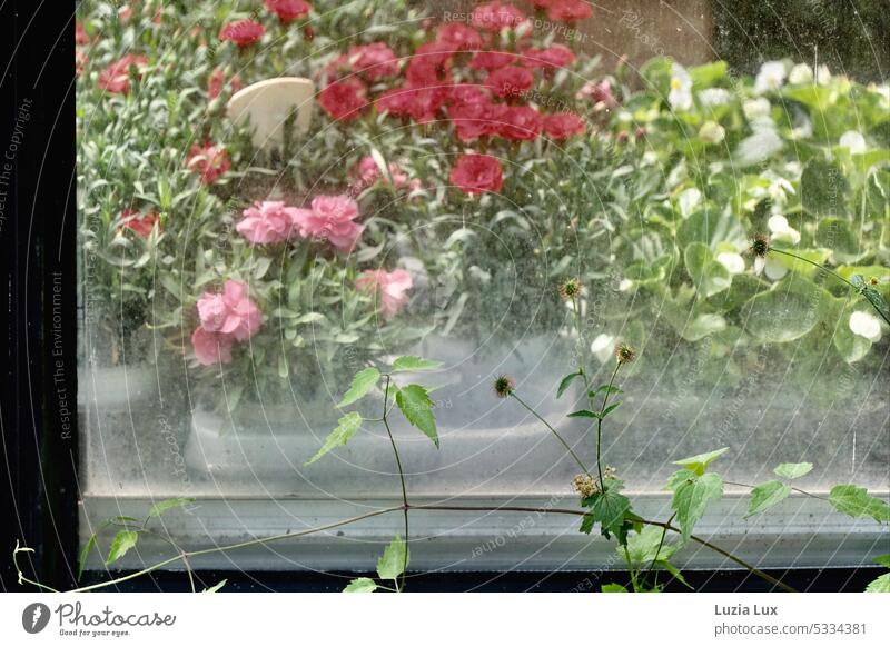 Growth outside and inside... outside the window of a cemetery nursery grows cared for weeds. Pane Glass vernally Plant Flower Nature Blossoming Market garden