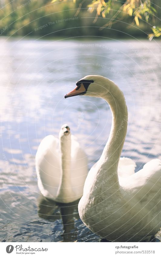 swan lake Nature Animal Summer Autumn Beautiful weather Lake River Wild animal Swan 2 Observe Natural Exterior shot Day Sunlight Shallow depth of field